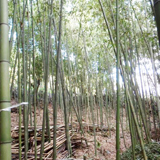 竹を活かす山仕事