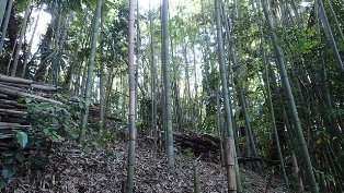 竹を活かすヤマ仕事　2017年5月