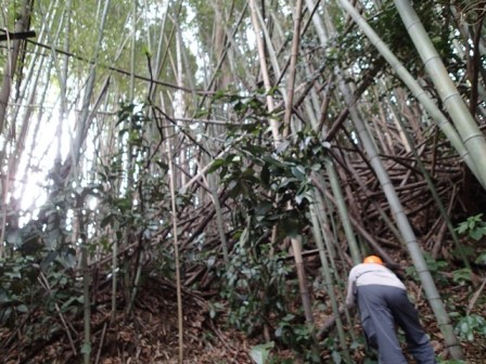 竹を活かす山仕事