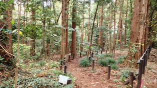 森ボラ体験会 in 上川井市民の森：下刈り、林床整理　(満員御礼）