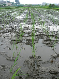 田んぼ編その6・田植え ｜ 参加する｜特定非営利活動法人よこはま里山