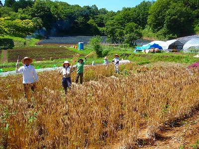 6月小麦収穫体験