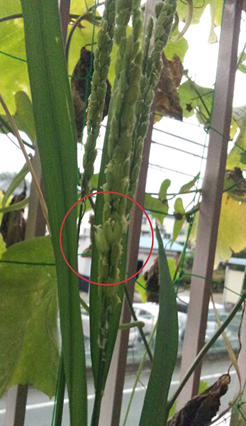 第回 稲の花が咲いた １粒から1000粒のお米へ 読みもの 特定非営利活動法人よこはま里山研究所