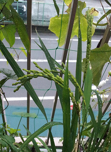 第回 稲の花が咲いた １粒から1000粒のお米へ 読みもの 特定非営利活動法人よこはま里山研究所