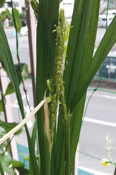 第回 稲の花が咲いた １粒から1000粒のお米へ 読みもの 特定非営利活動法人よこはま里山研究所