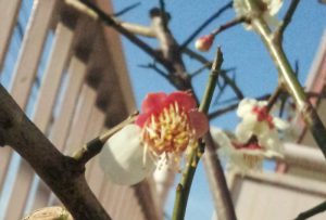 第25回 後ろ姿もいじらしい梅の花 花は葉っぱの進化形なのですか 読みもの 特定非営利活動法人よこはま里山研究所 第25回 後ろ姿もいじらしい梅の花 花は葉っぱの進化形なのですか 読みもの 特定非営利活動法人よこはま里山研究所