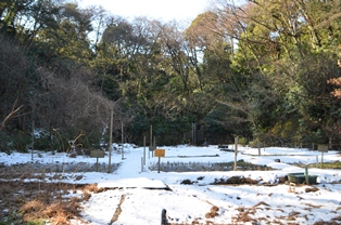雪の桜ヶ丘.jpg