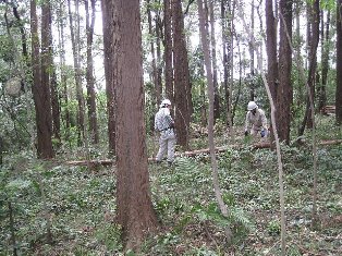 11.09.25台風被害木整理_2544.jpg