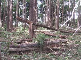 11.09.25台風15号被害状況_2542.jpg